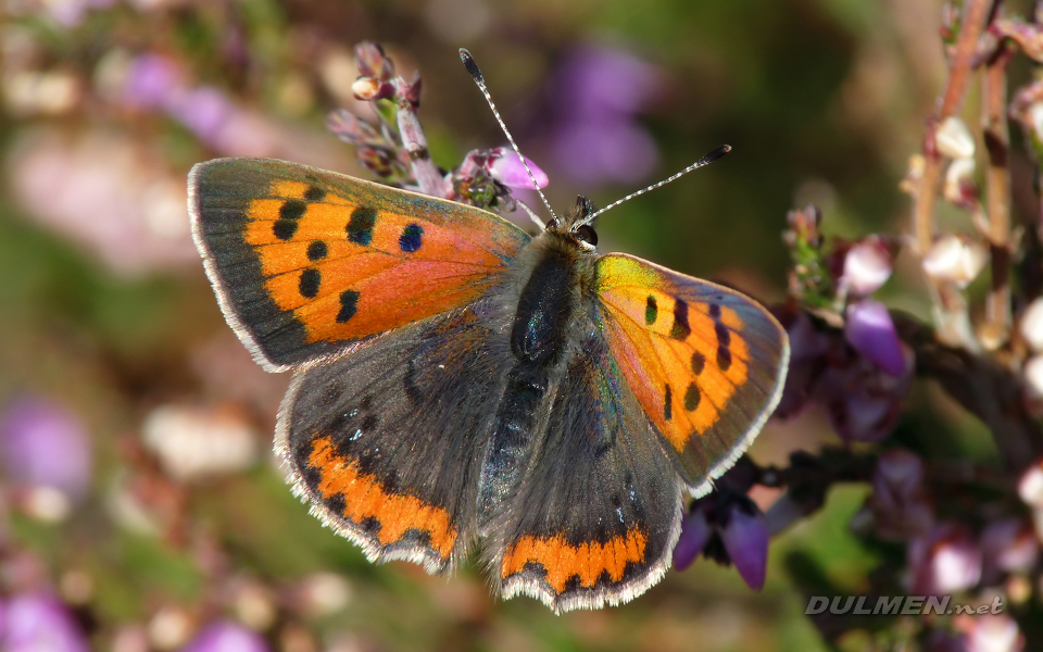 Small Copper (Lycaena phlaeas)